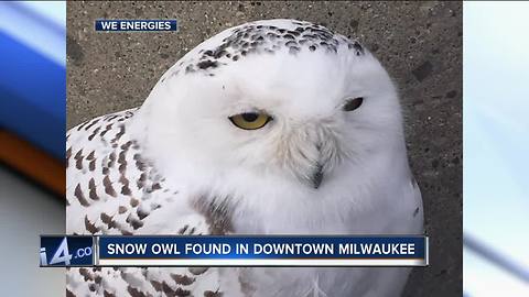 Snowy owl found in We Energies’ downtown parking lot