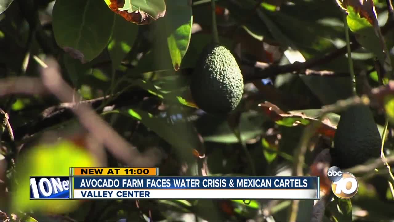 Mexican cartels, water crisis among problems local avocado farms face