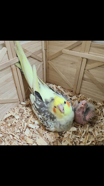 Mommy is feeding her baby cocktiel