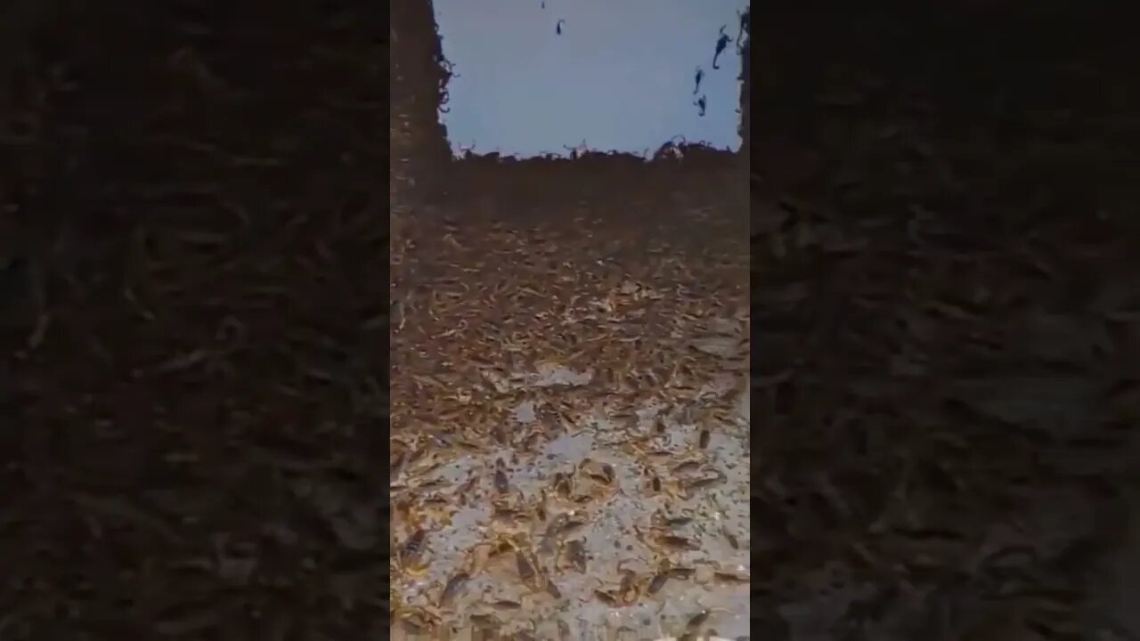 Man finds thousands of scorpions in an abandoned house #shorts #animals