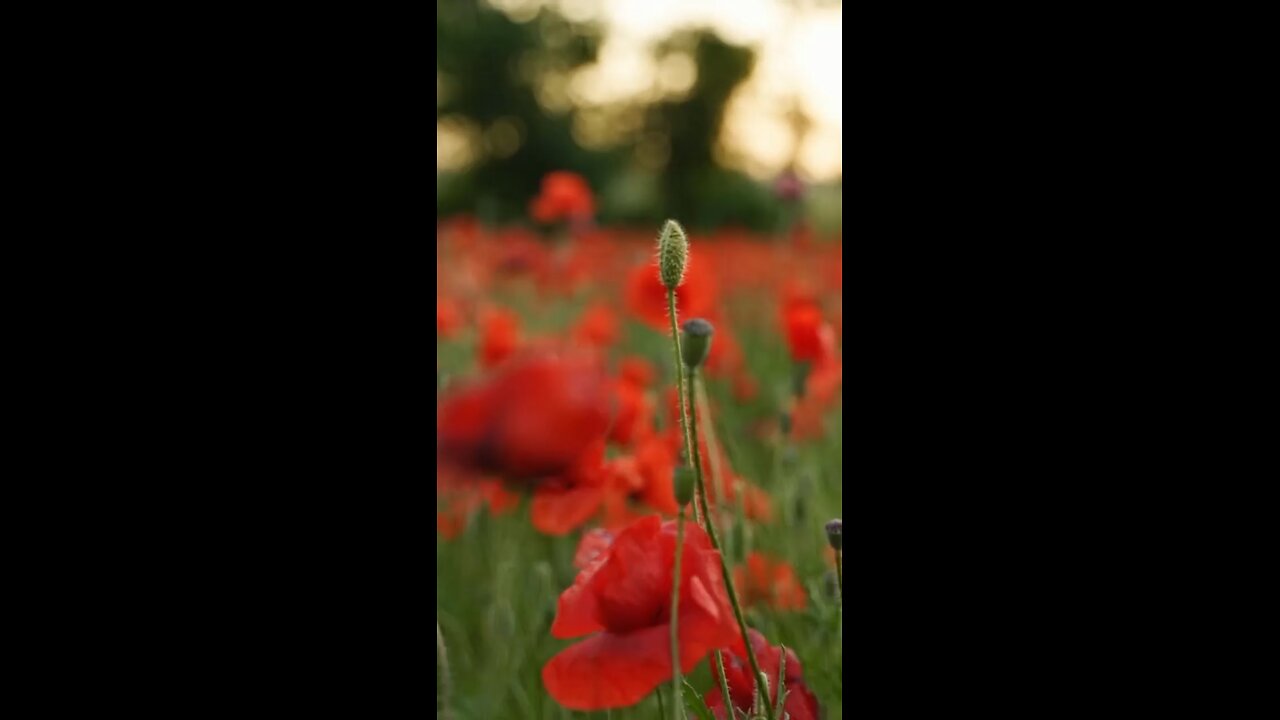 Remembrance Sunday