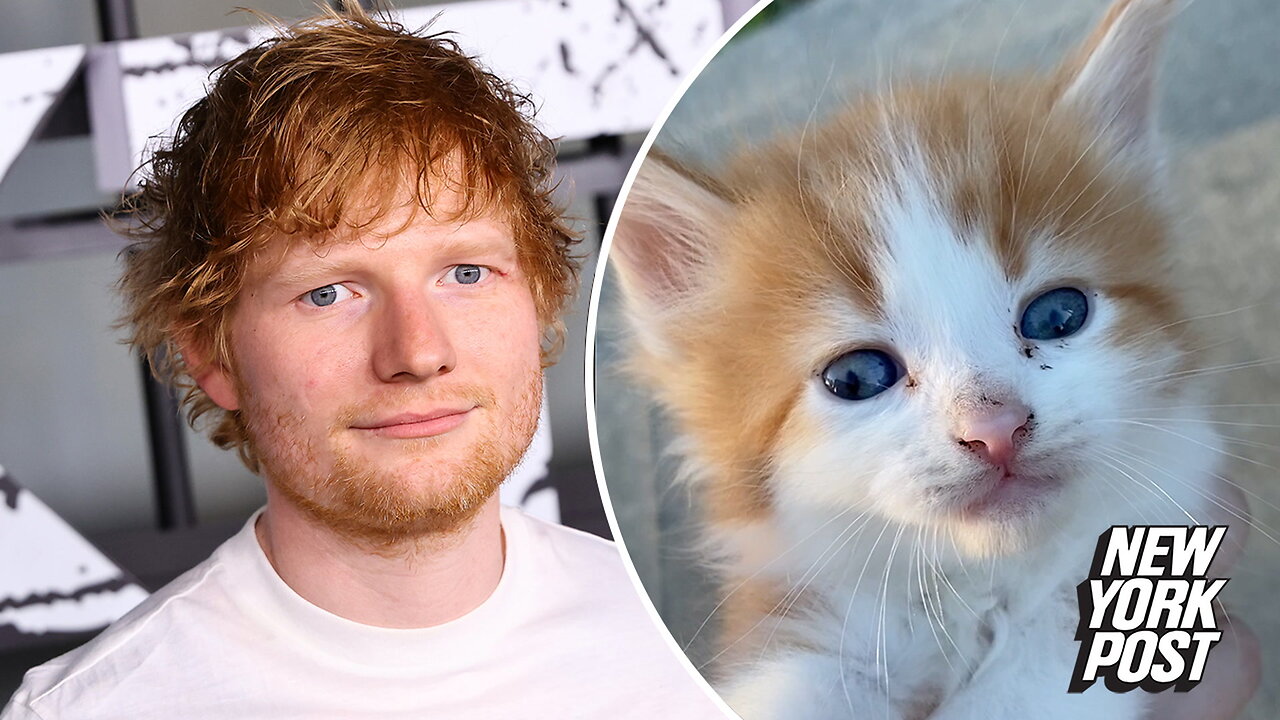 Cat that looks like Ed Sheeran is 'Purr-fect'