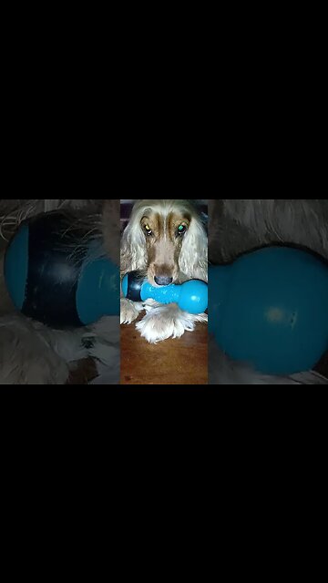 #dogshow , #animals , #dogs , #shorts