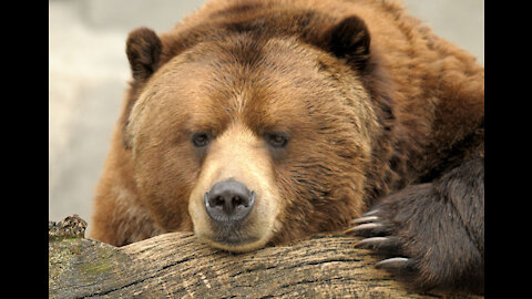 Cute moments of intelligent animals that will surprise you