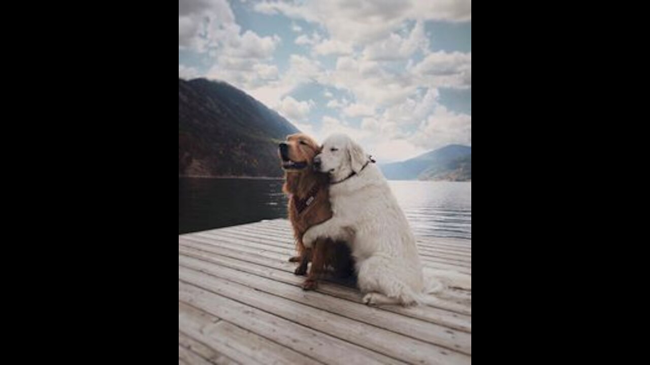 Cute Dog