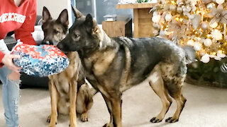 Merry German Shepherd Christmas