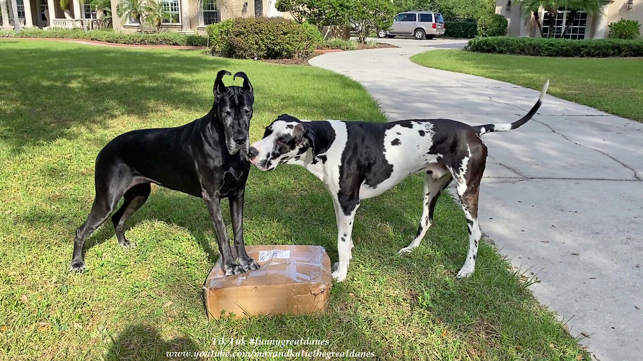 Funny Great Danes Prefer Playing With A Package To Delivering Newspaper