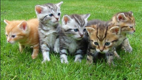 Cute and funny cats videoes compilation। baby cats cute videos।