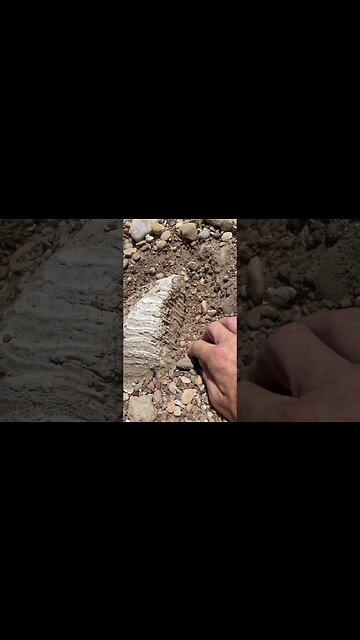 Craziest fossil find of my life #outside #fishtexas #exploretheworld