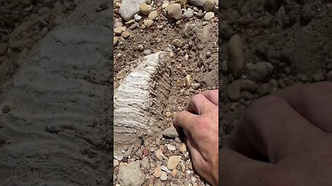 Craziest fossil find of my life #outside #fishtexas #exploretheworld