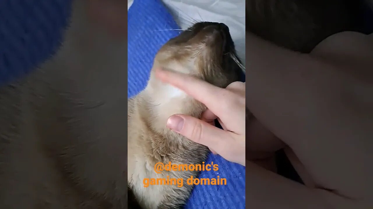 chinny-chin-chin #viral #cat #shortvideo #kittycat #cinder #disabled