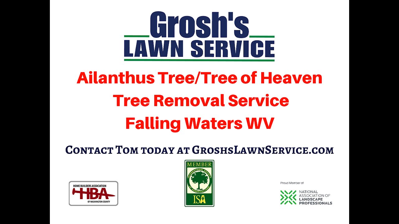 Ailanthus Tree Service Falling Waters WV Landscaping Contractor