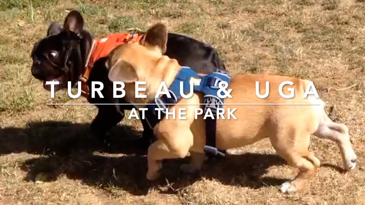 Frenchies Turbeau & Uga @ the Park