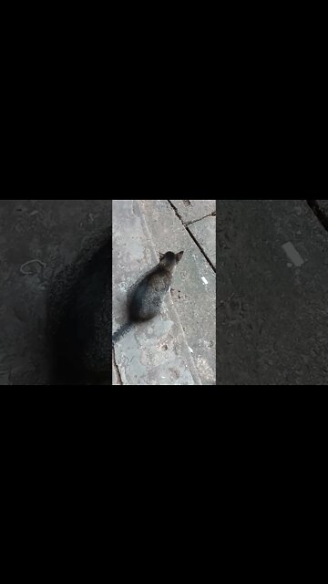 This cat is waiting to catch a mouse. 🤫