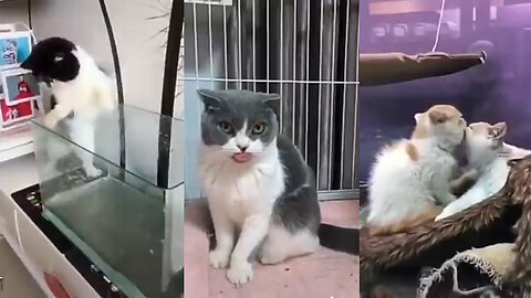 Funny Cat Behavior Videos Make Laugh