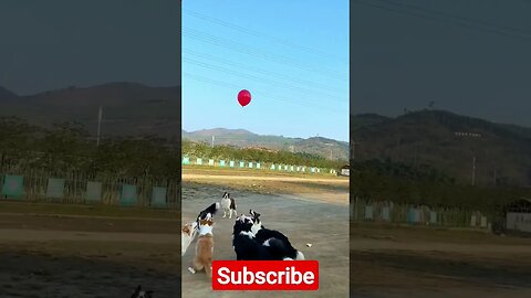 🤣काश कुत्ते ऐसे लडते 🤣 #viral #short #shorts #viralvideo