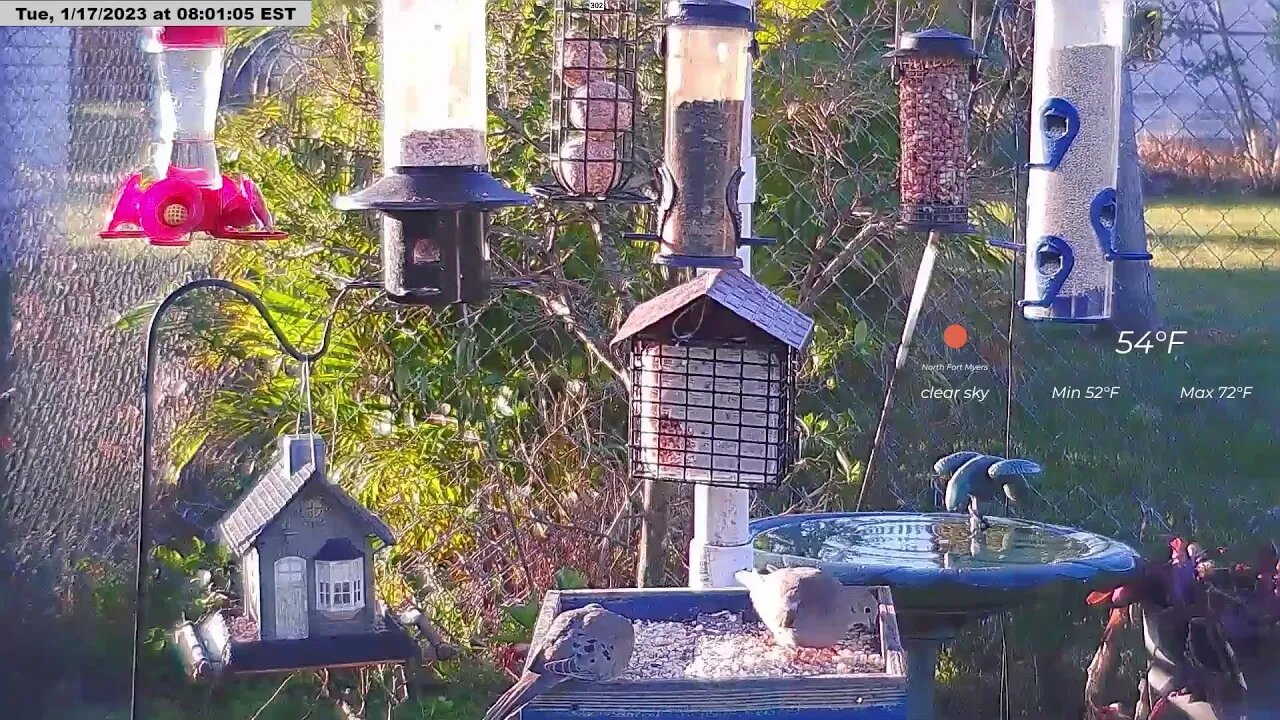 Florida Bird Feeder Live Camera HD