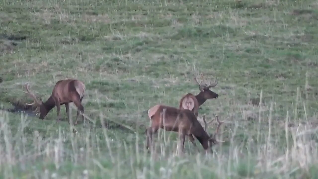 VELVET MANIA VIDEO 5 BULL ELK!