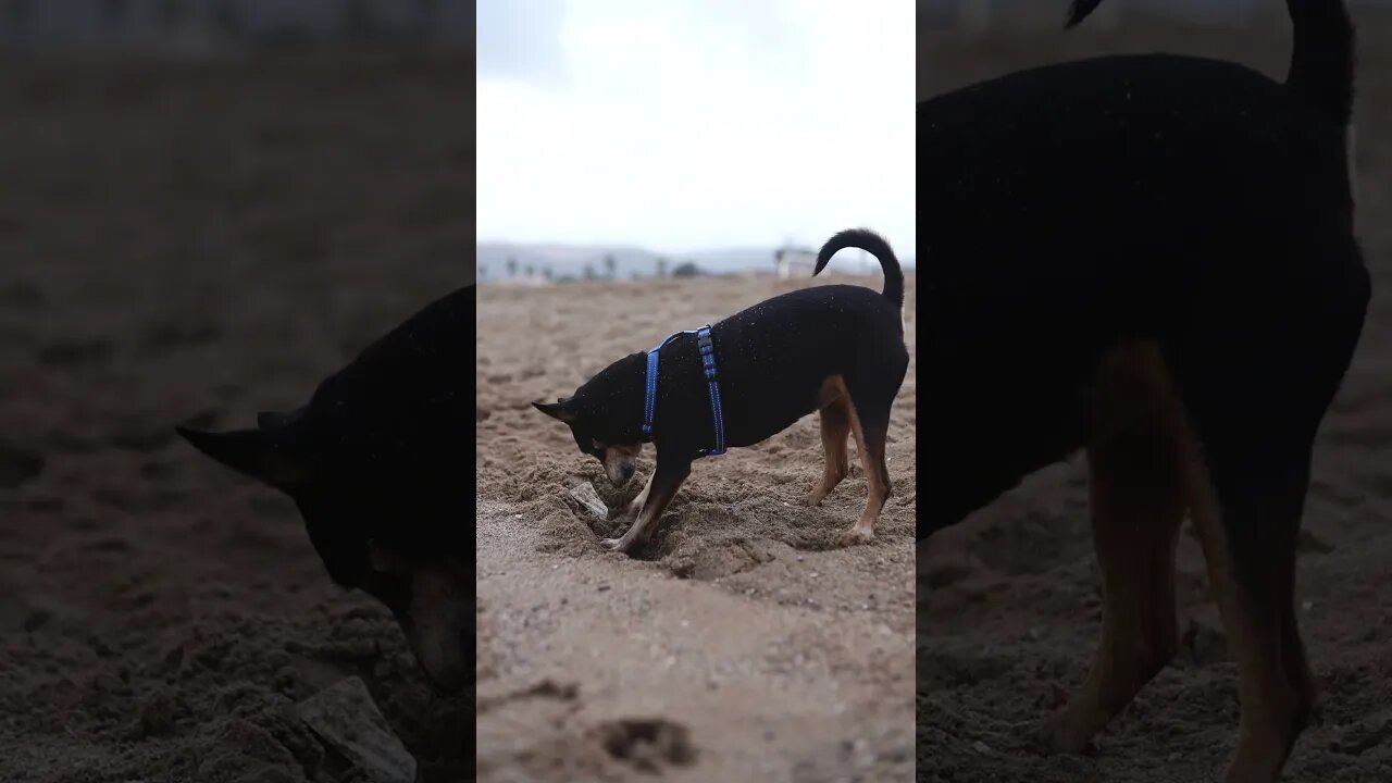 Dog digging #shorts #pets #petlover #dogs #dog #doglovers