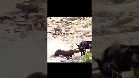Wild Dogs Hunt Down Impala In The Water