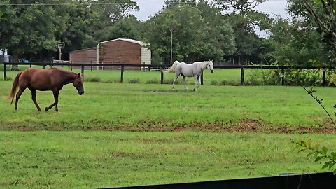 horses on the farm