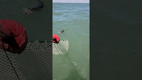 Big Lake Erie Walleye hits the net!