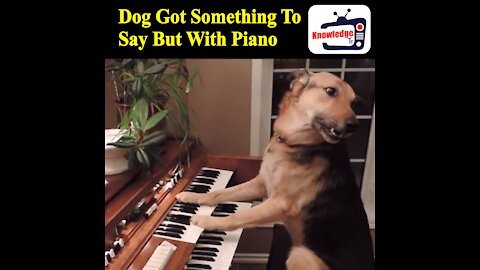 dog got something to say but with piano