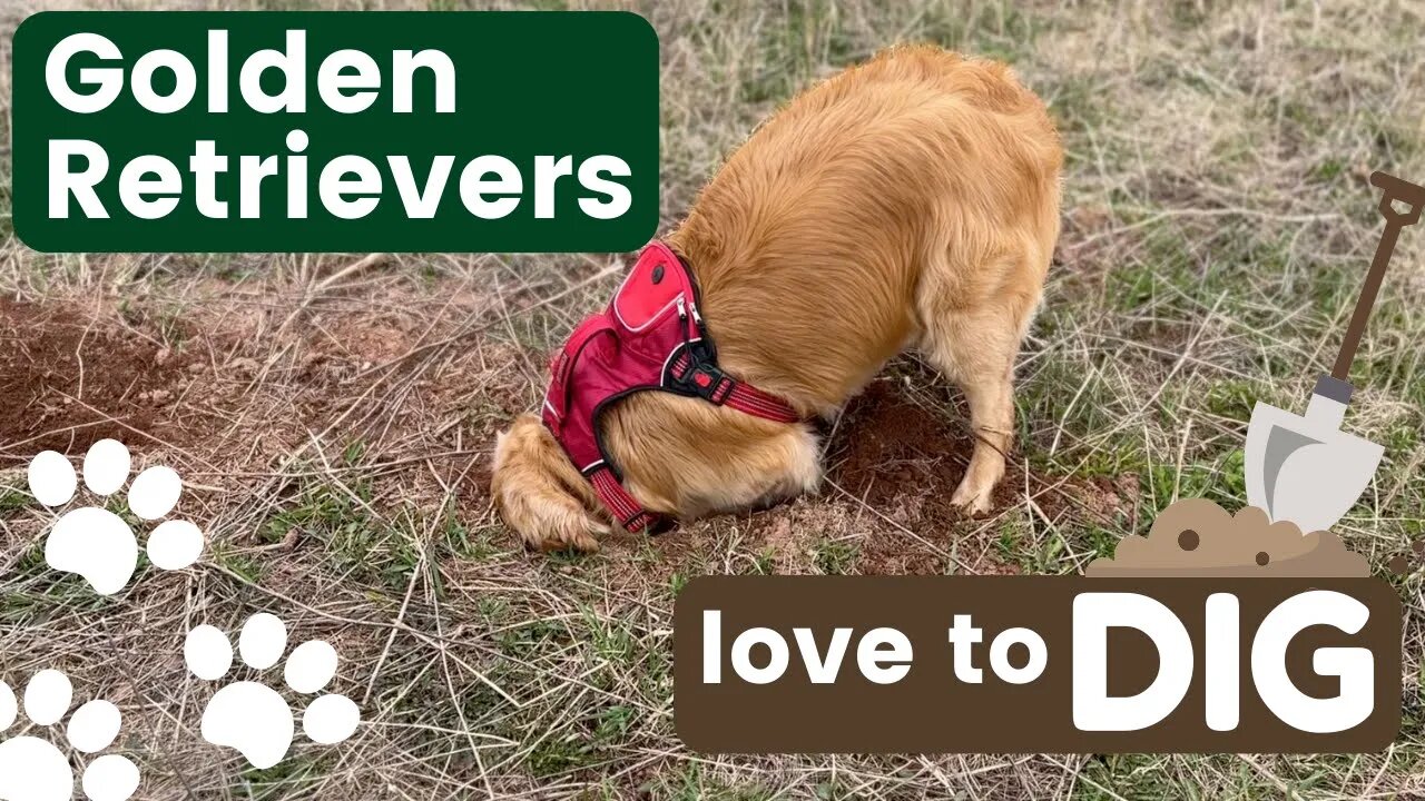 Golden Retrievers LOVE to Dig in the dirt - especially PEI Dirt