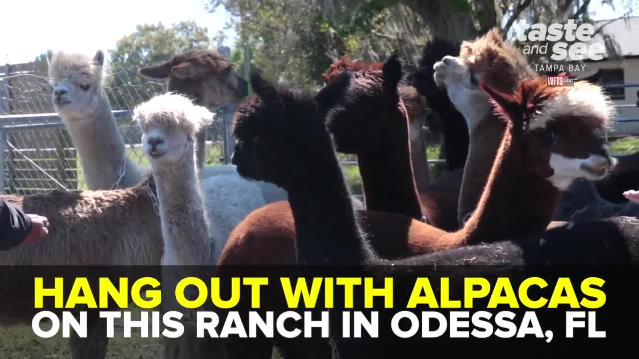 Hang out with alpacas at this Tampa Bay ranch | Taste and See Tamp Bay