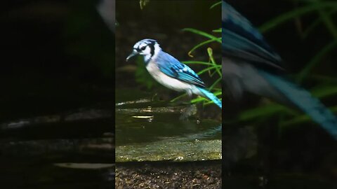 Blue Jay and Rainy Day #short #shorts