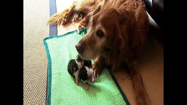 Dog Adopts Kittens