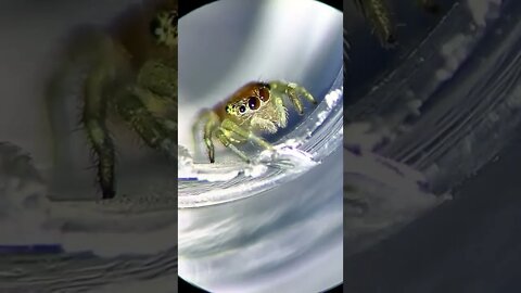 Amazing Microscope scene that below your mind after watching this video