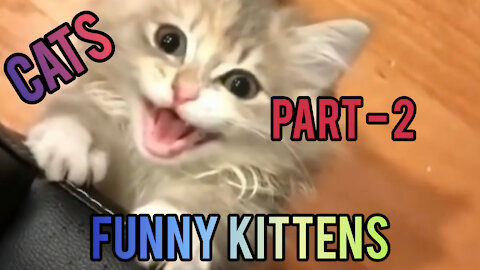 CATS - FUNNY KITTENS PART - 2