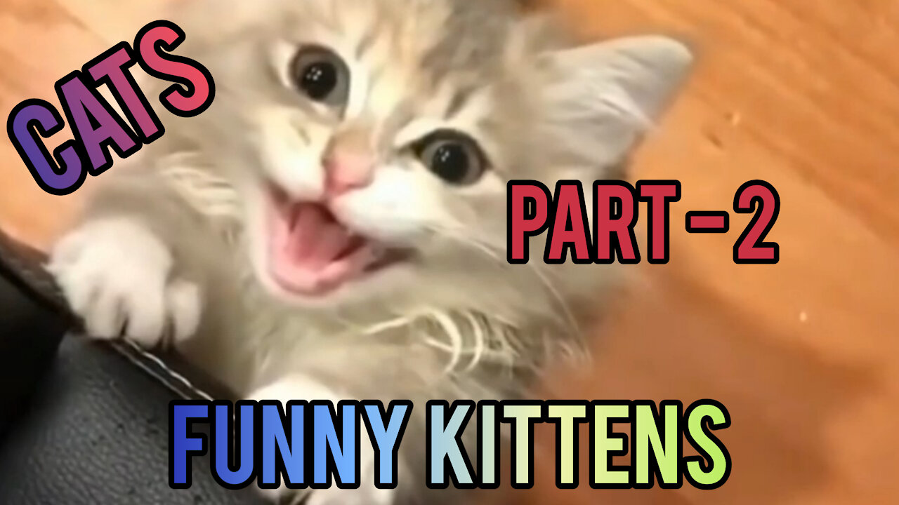 CATS - FUNNY KITTENS PART - 2