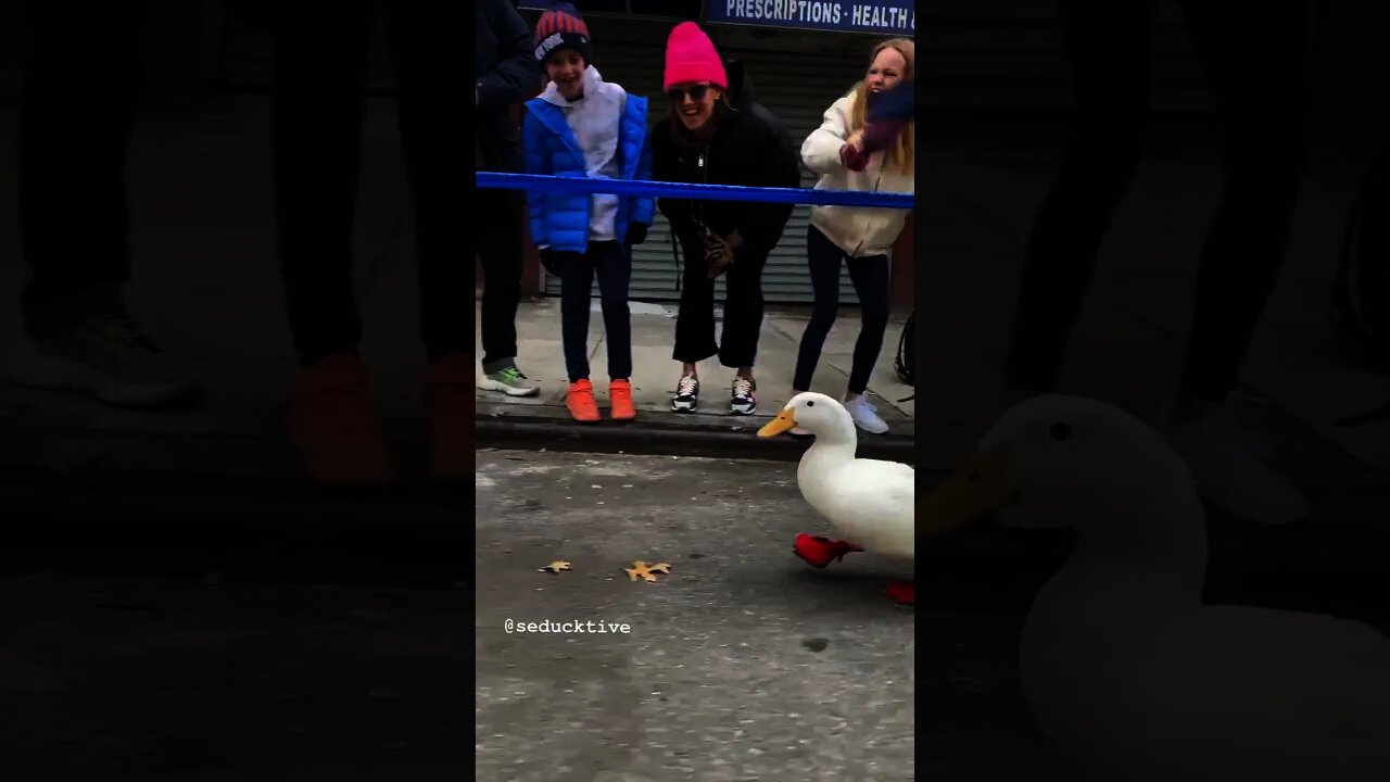 Cute duck participates in the New York City Marathon