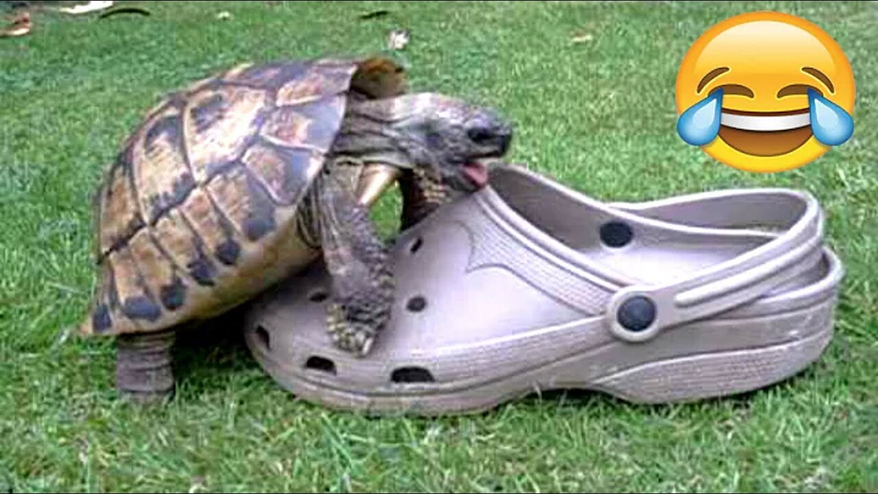 FUNNIEST TURTLES - Cute And Funny Turtle / Tortoise Videos Compilation [BEST OF 🐢]