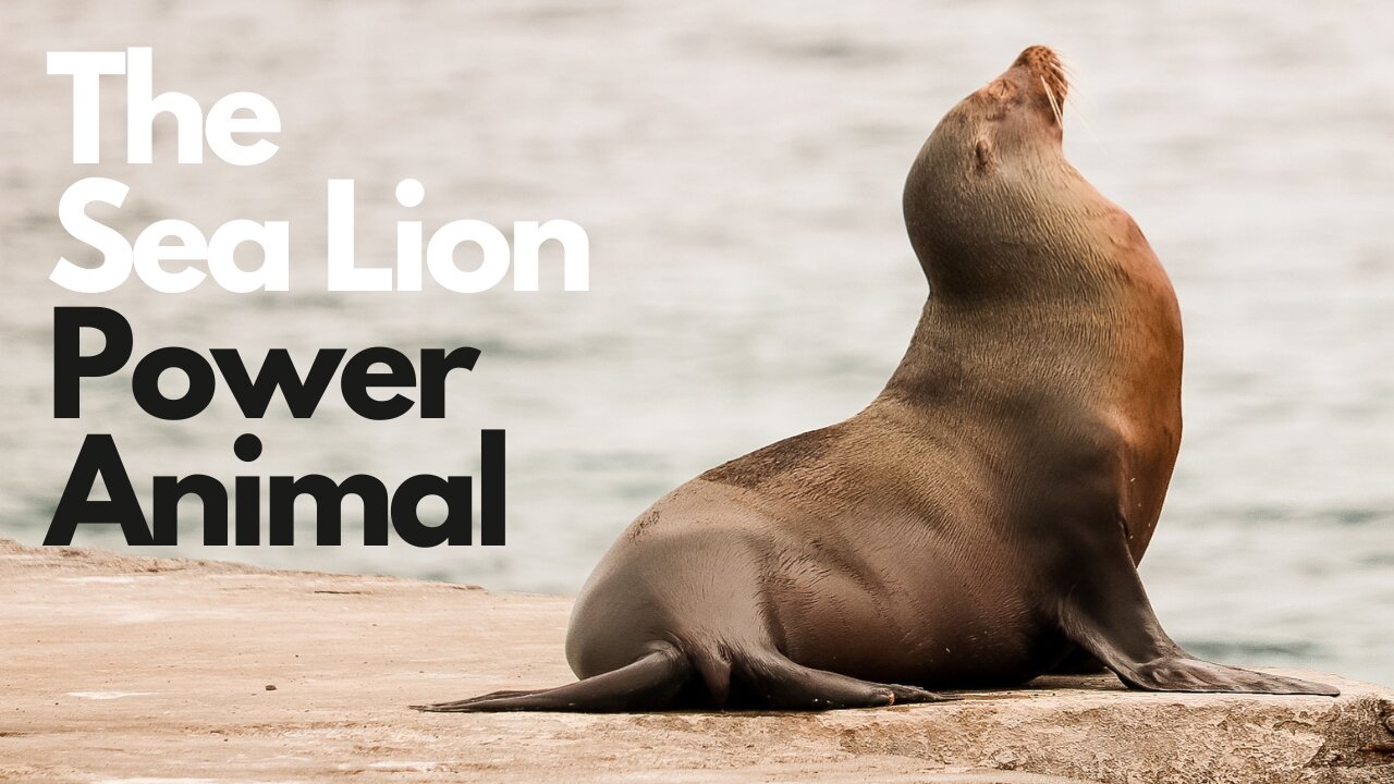 Sea Lion Power Animal