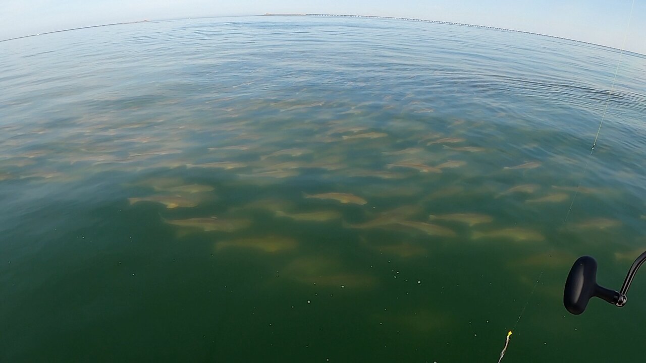 MUST SEE! Surrounded by hundreds of Red Drum