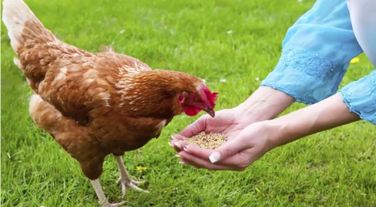 Natural chicken eating time in the village♥️