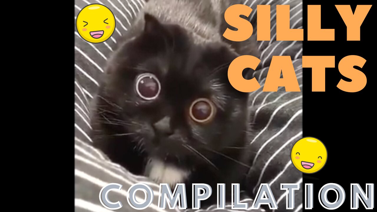 Silly Cats Compilation - These Lovable, Funny Cats Will Make You Smile