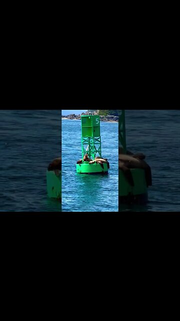 A volcano 🌋& Gen Z Lions 🦭🦭🦭all they need is a cellphone📱& a latte ☕️ #shorts