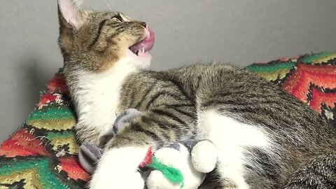 Cat Loves His Toy Mouse