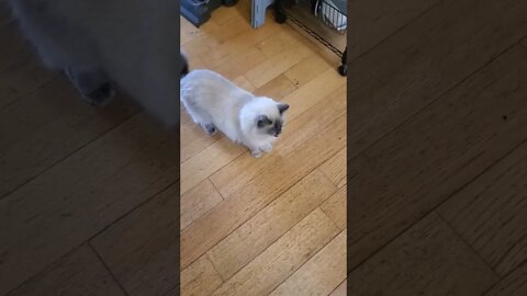 needy cat won't shut up.