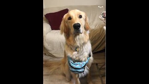 Funny Dog Dancing Compilation 2019-Amazing Talent Dog Dance