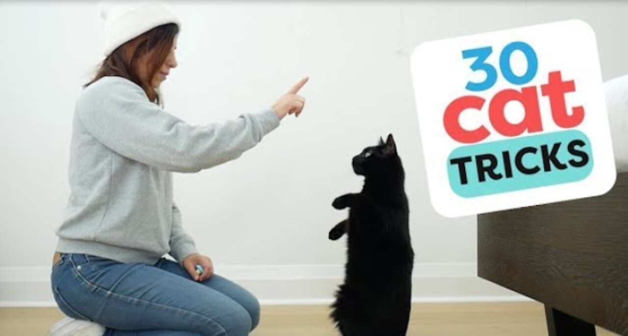 30 Tricks To Teach Your Cat