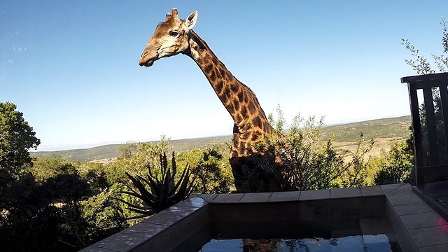 Giraffe Caught On Camera Drinking From Swimming Pool