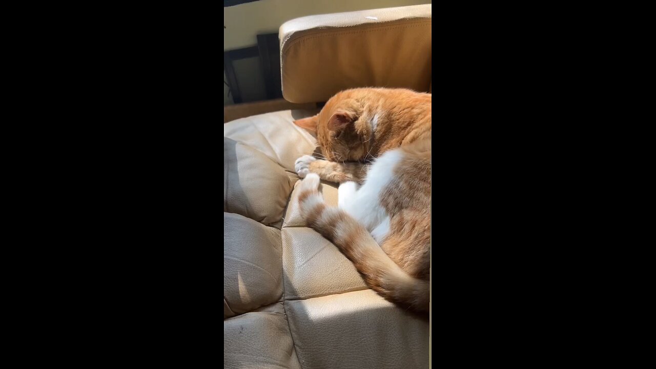 quat cat 😽😽😽😻😻