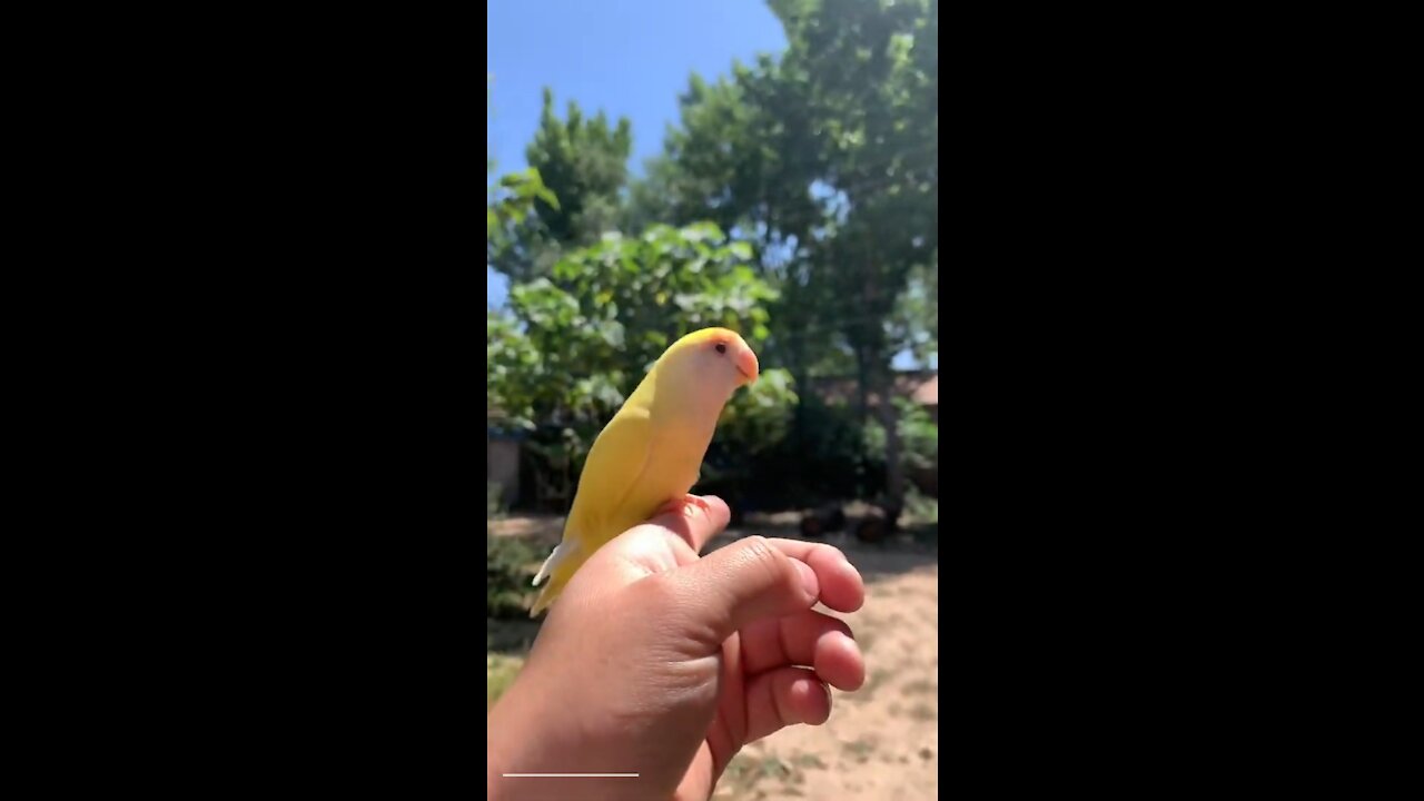 Aww parrot funny compilation 🐦💘 smart parrot farm training 🍁 parrot talking t