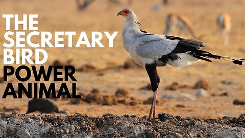 Secretary Bird Power Animal