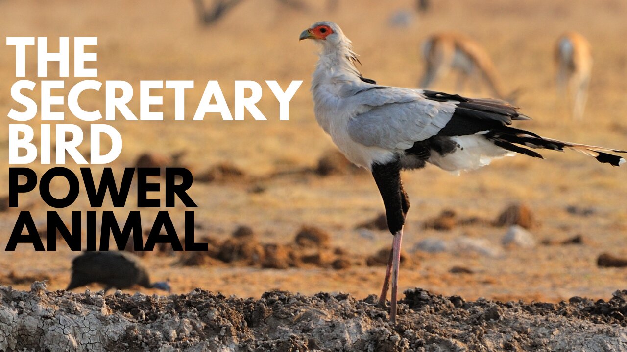 Secretary Bird Power Animal